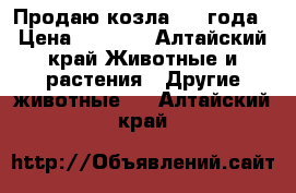 Продаю козла 1,5 года › Цена ­ 5 000 - Алтайский край Животные и растения » Другие животные   . Алтайский край